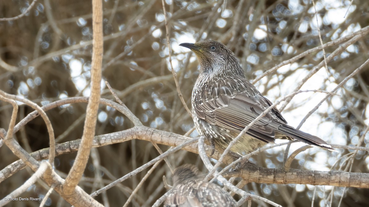 Zimtflügel-Honigfresser - ML646799246