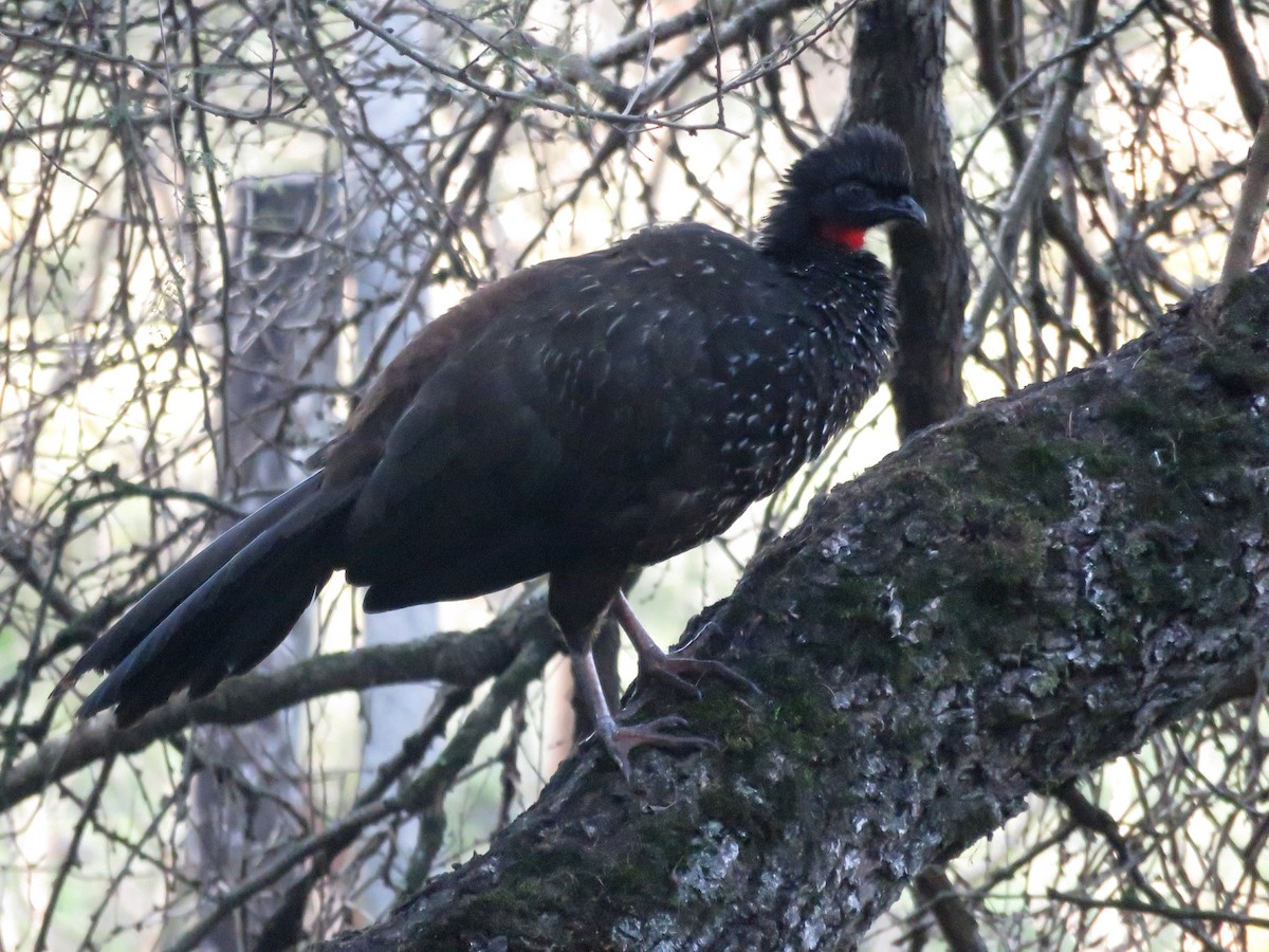 Dusky-legged Guan - ML646799247