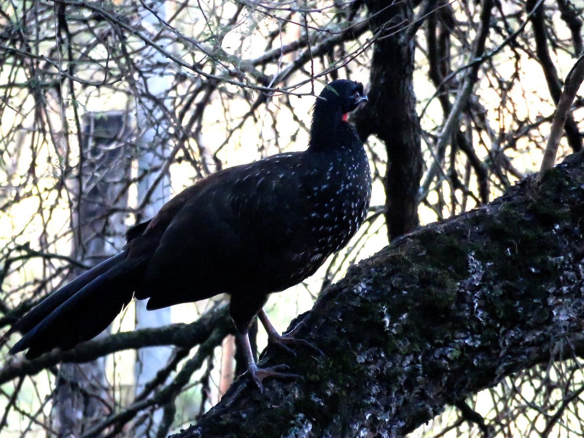 Dusky-legged Guan - ML646799248