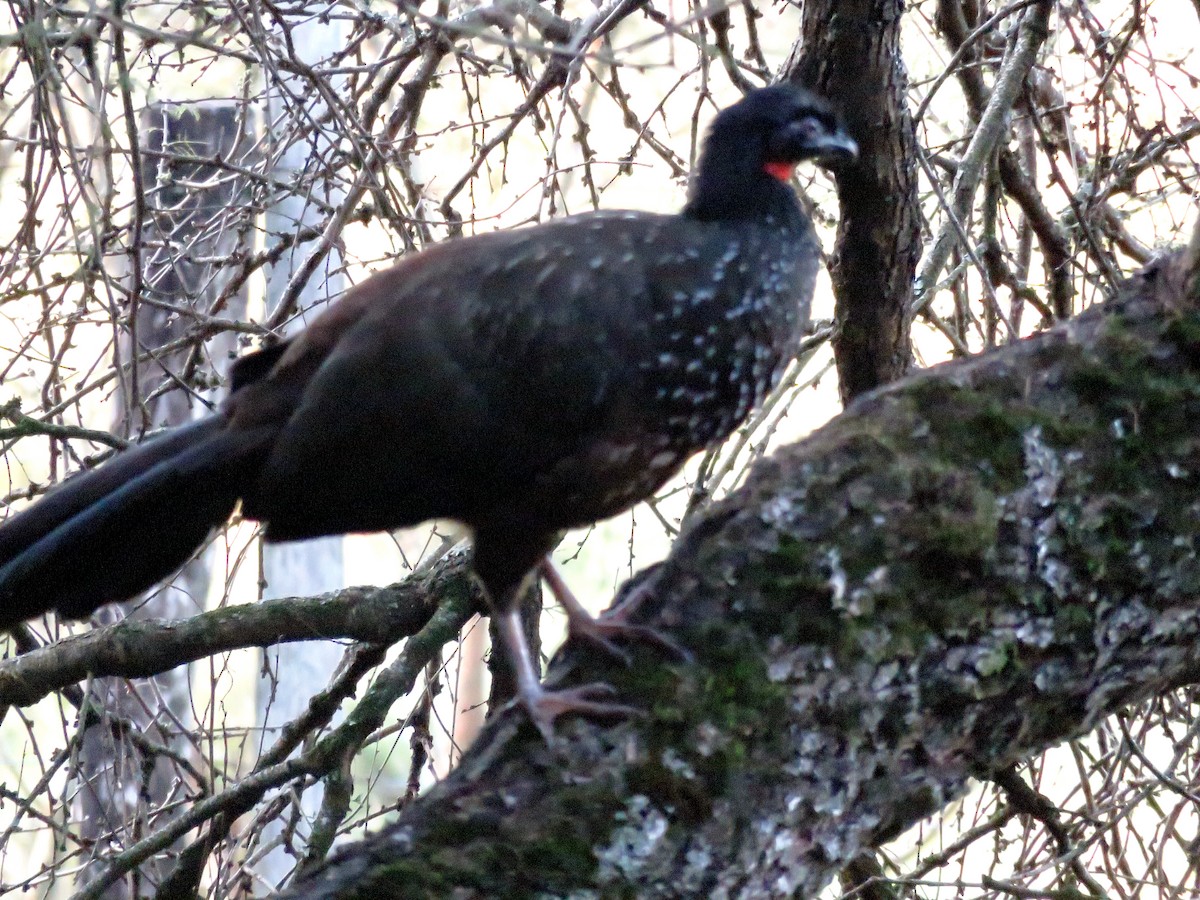 Dusky-legged Guan - ML646799249