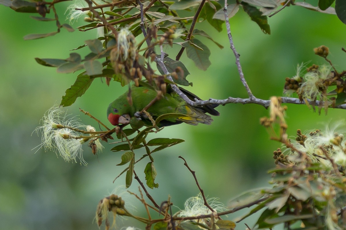 Scarlet-fronted Parakeet - ML646799250