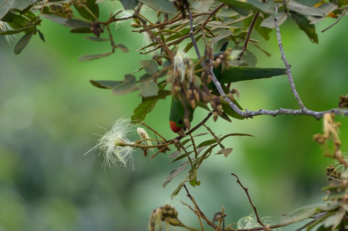 Scarlet-fronted Parakeet - ML646799251