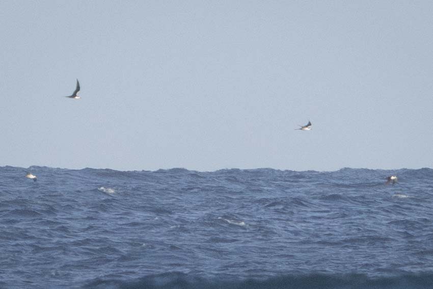 烏領燕鷗 - ML646799257