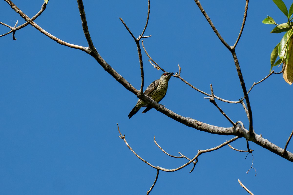 Asian Glossy Starling - ML646799258
