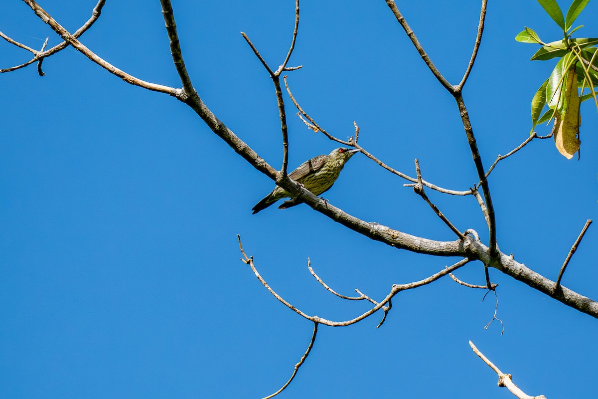 Asian Glossy Starling - ML646799259
