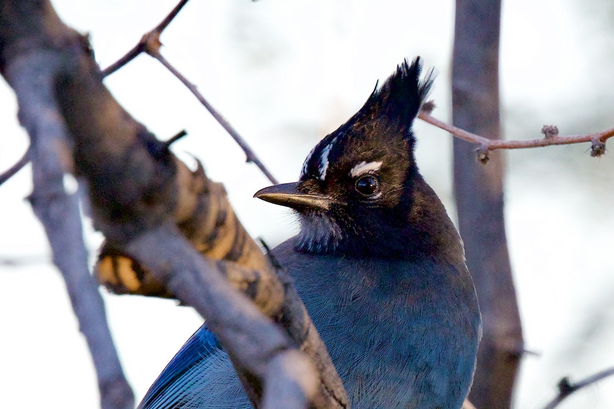 Стеллерова сойка - ML646799260