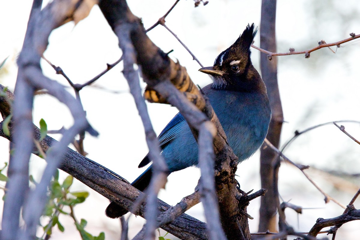Стеллерова сойка - ML646799261