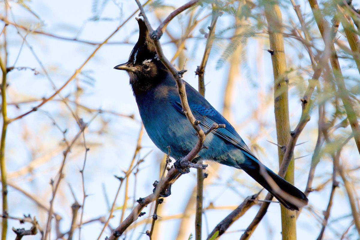 Стеллерова сойка - ML646799262