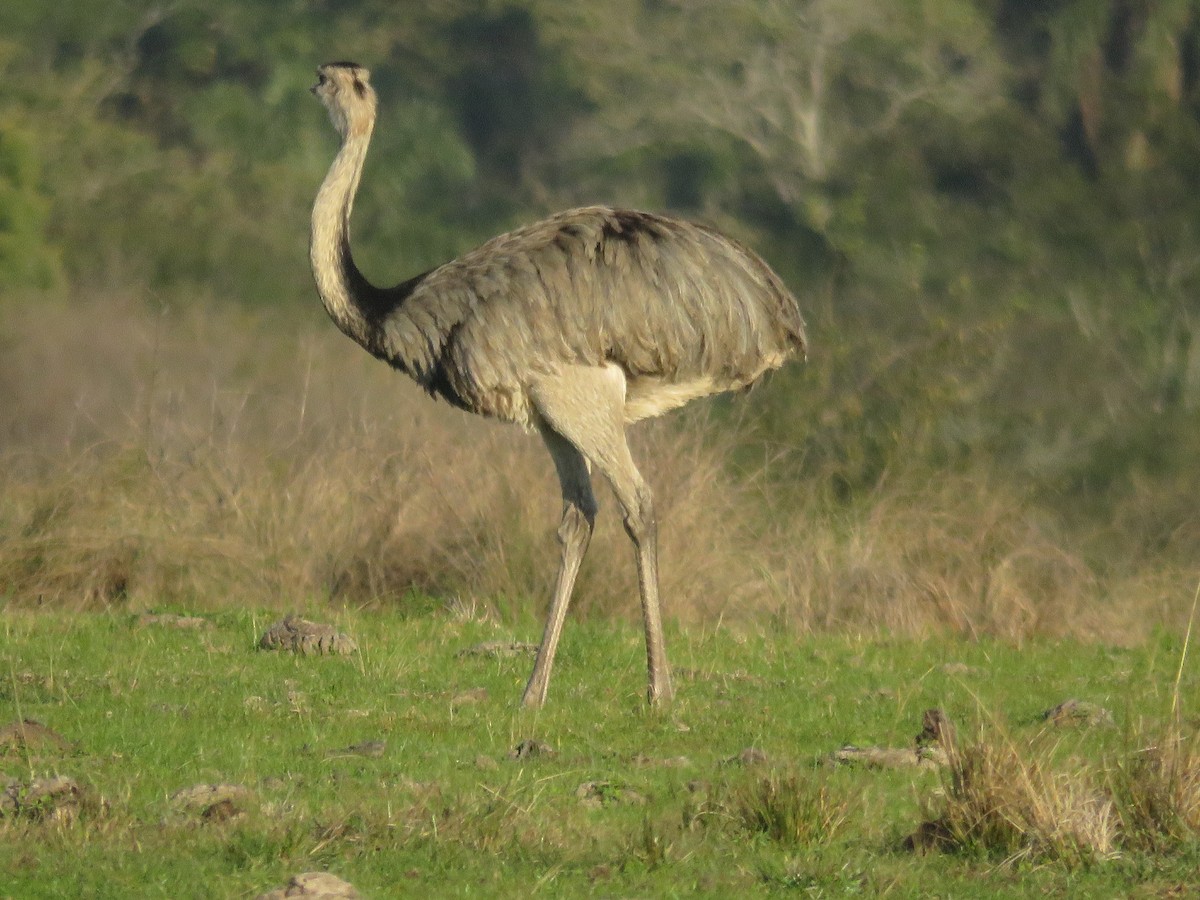 Greater Rhea - ML646799263