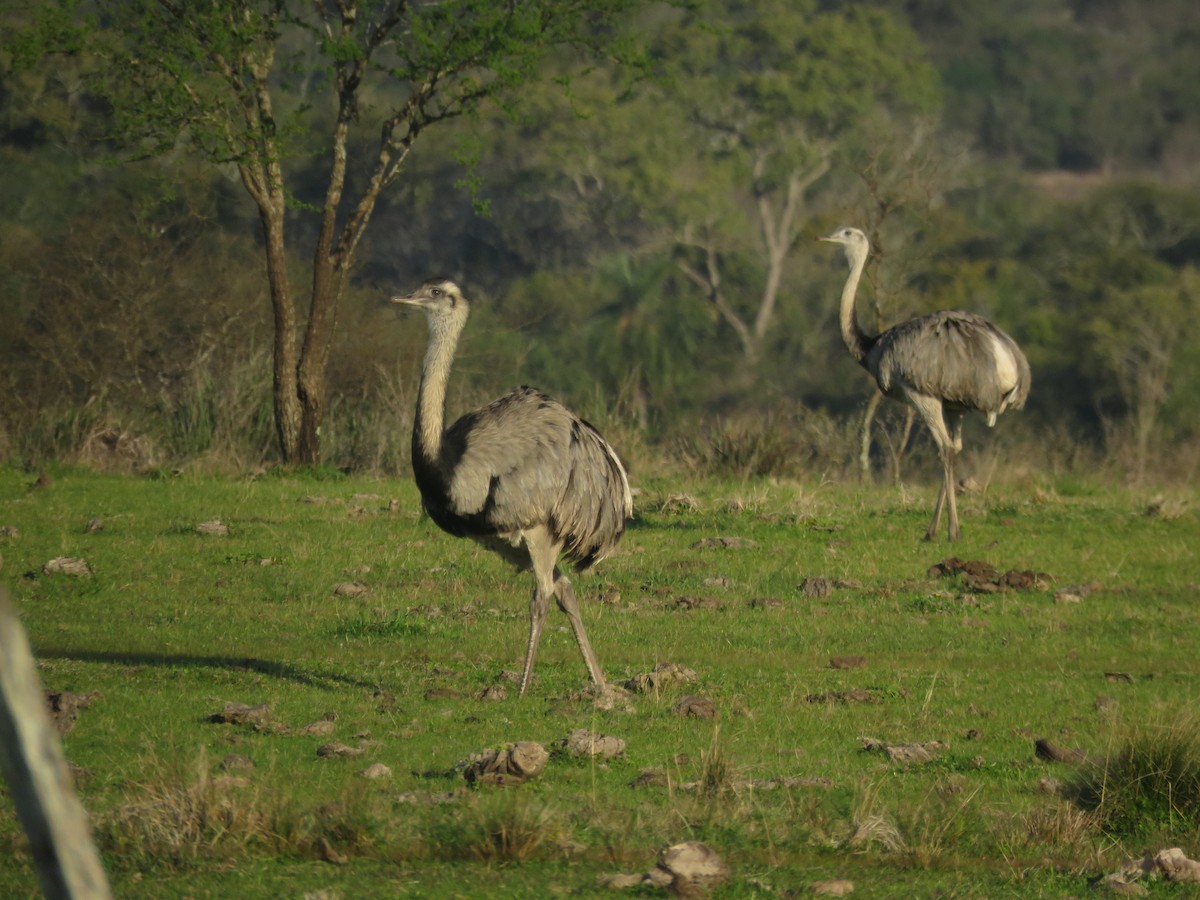 Greater Rhea - ML646799266