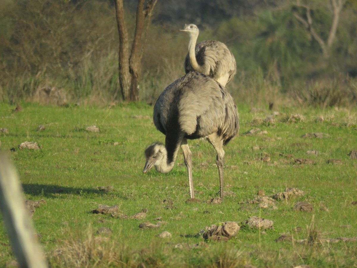 Greater Rhea - ML646799268
