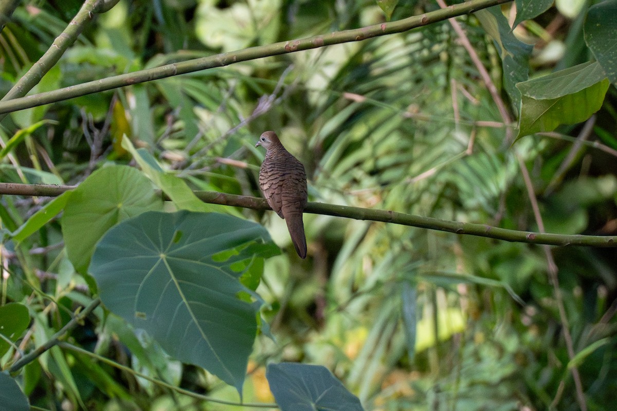 チョウショウバト - ML646799271