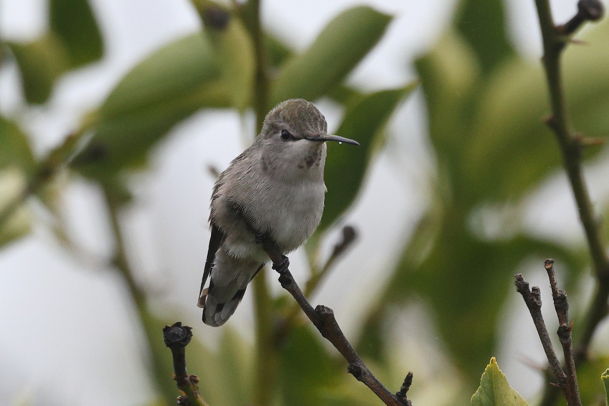 Фиалковый калипсо - ML646799272