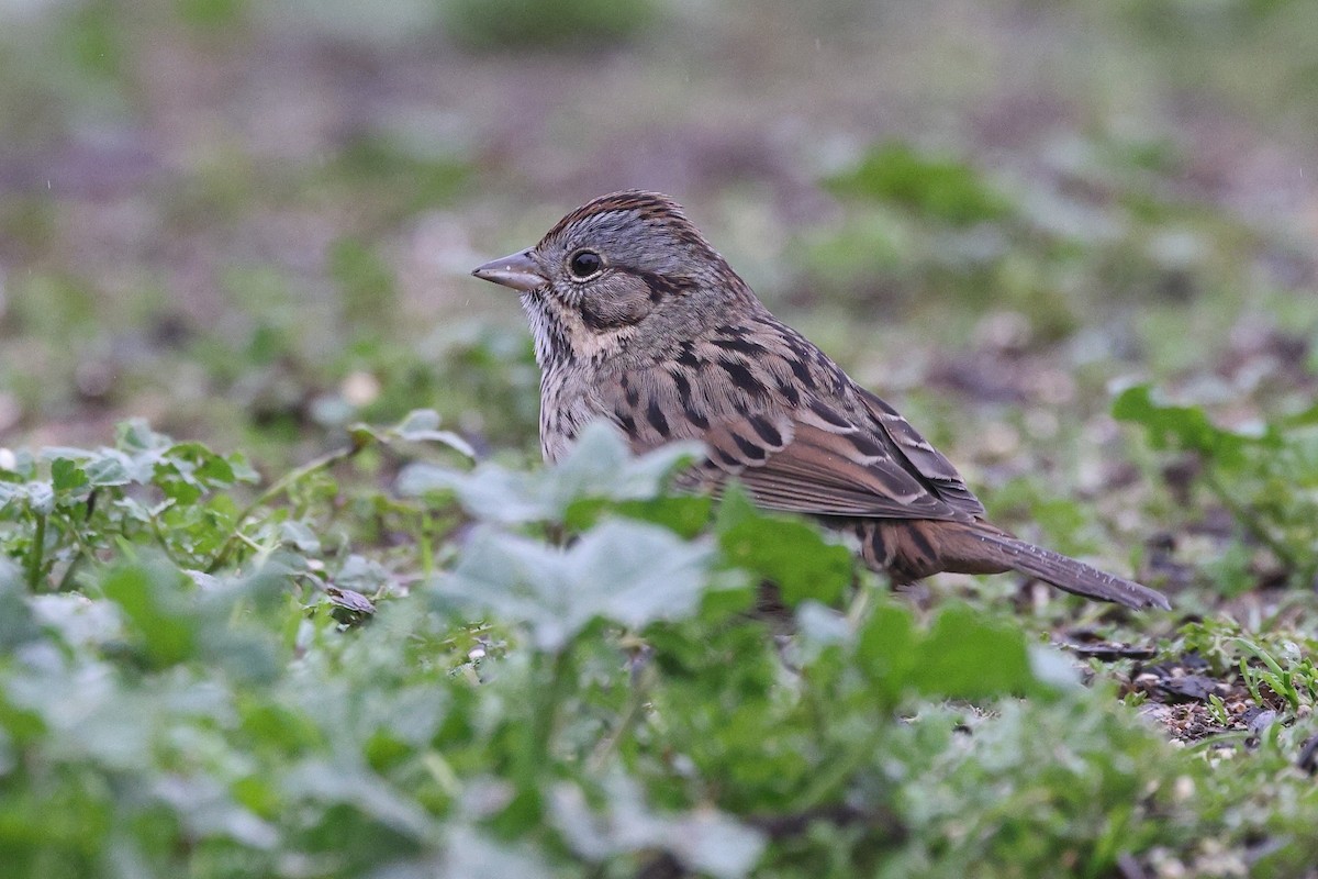 Еловая овсянка - ML646799277