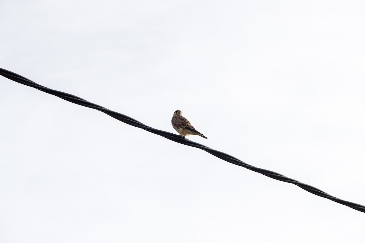 Eurasian Kestrel - ML646799278