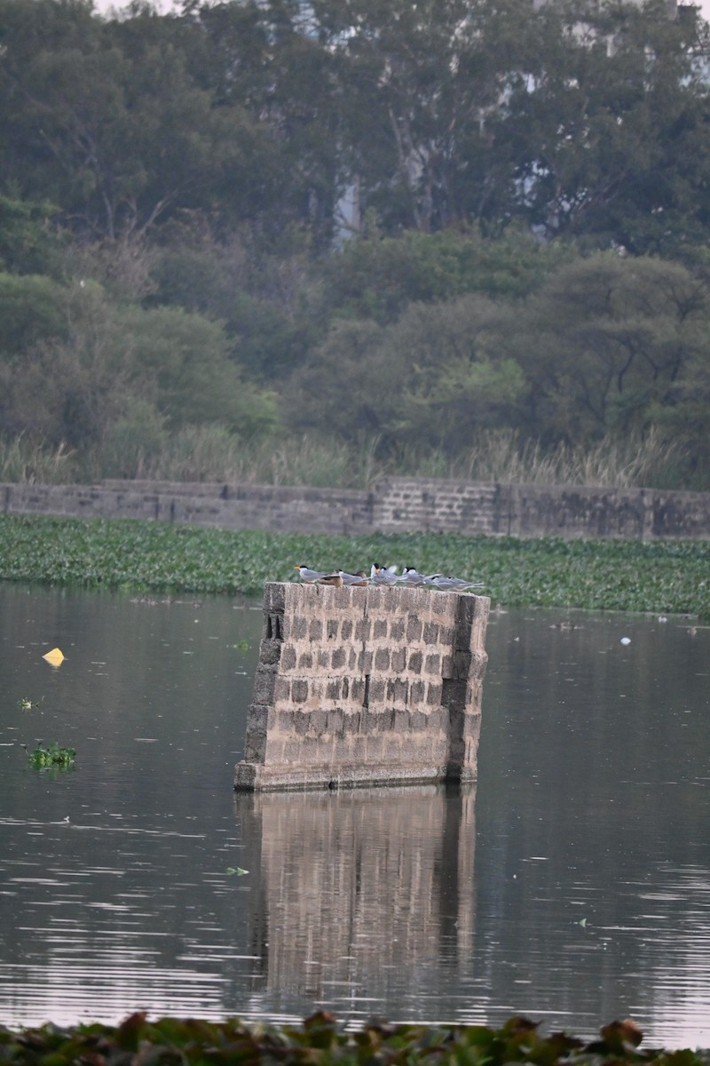 Модны анхир - ML646799280