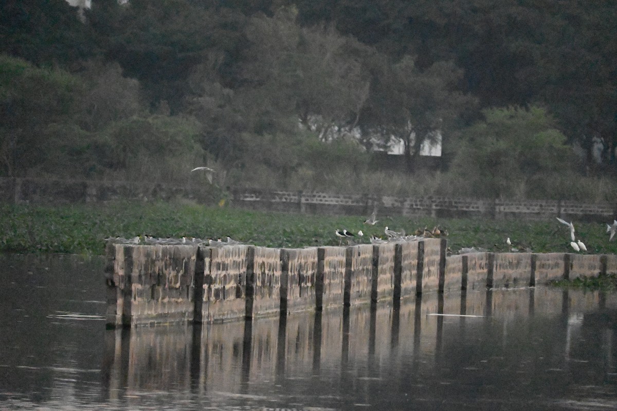 Модны анхир - ML646799284