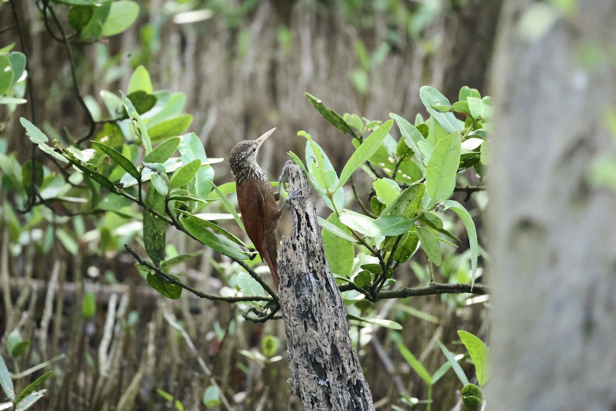 Straight-billed Woodcreeper - ML646799288
