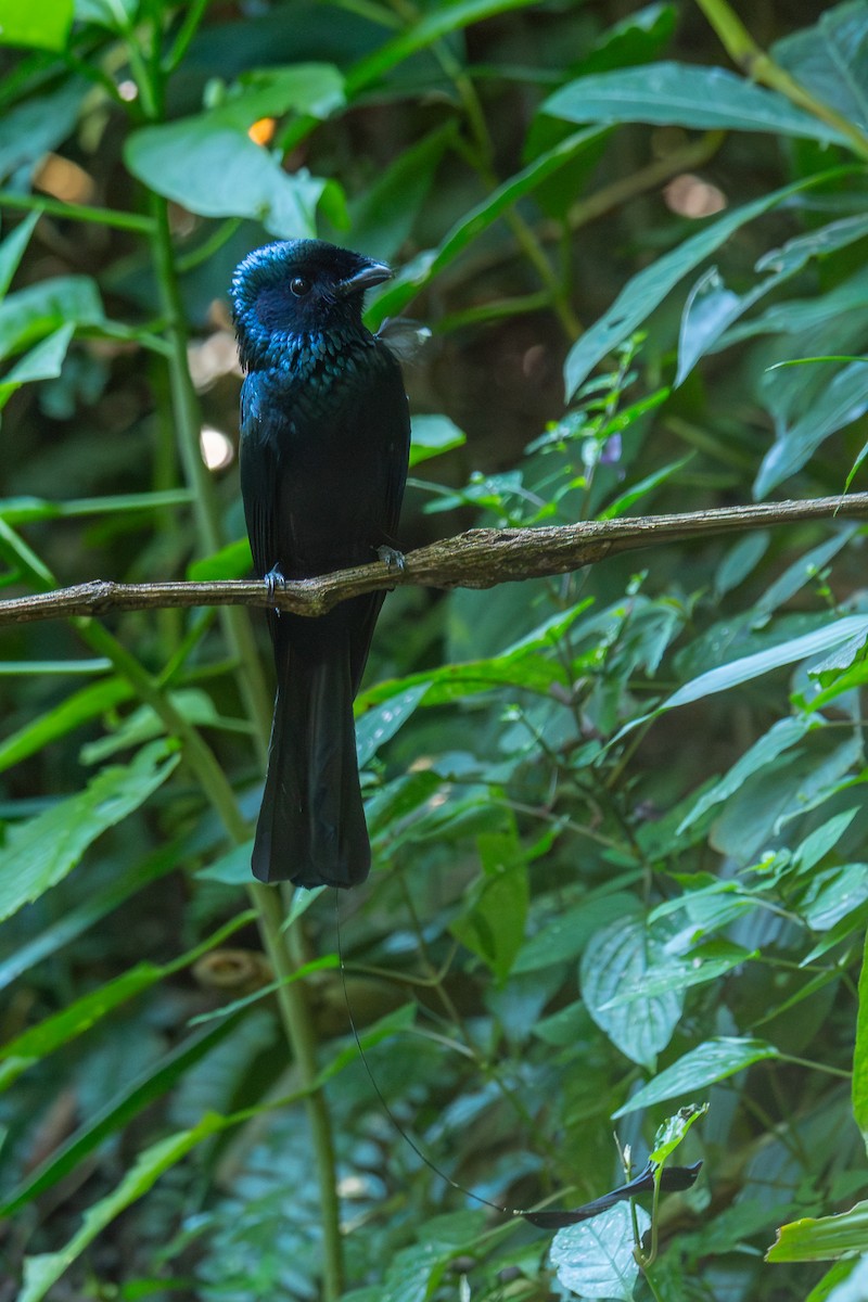 Lesser Racket-tailed Drongo - ML646799294