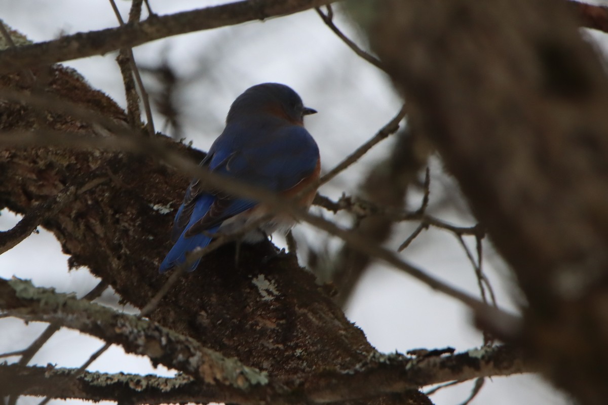 Azulejo Oriental - ML646799296