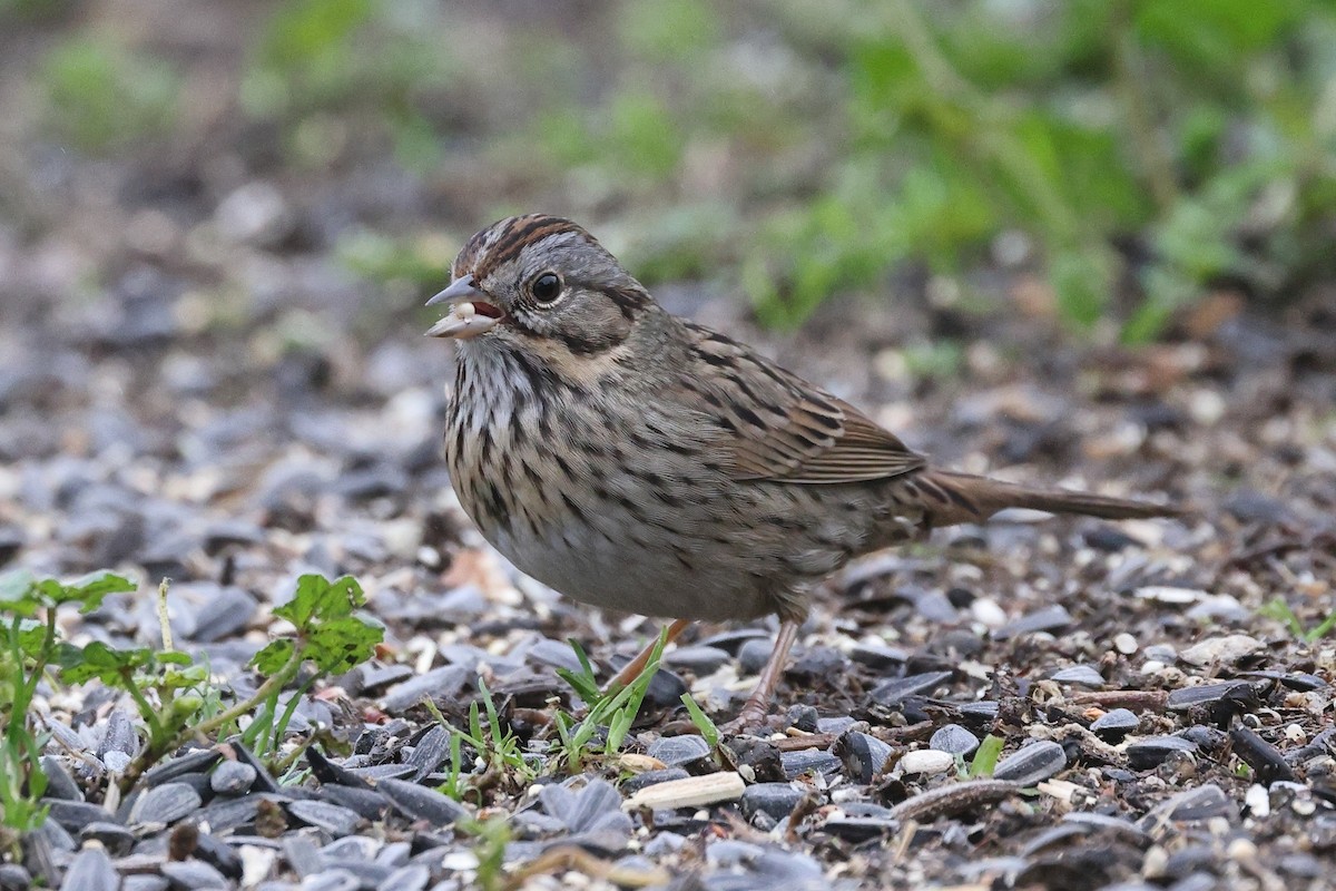 Еловая овсянка - ML646799298