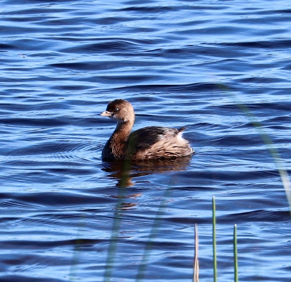 Grèbe à bec bigarré - ML646799300