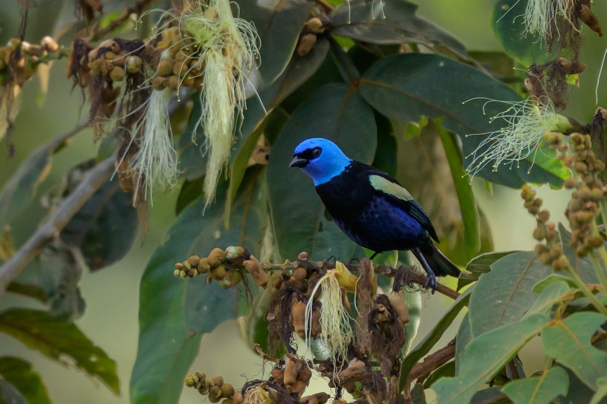 Blue-necked Tanager - ML646799304