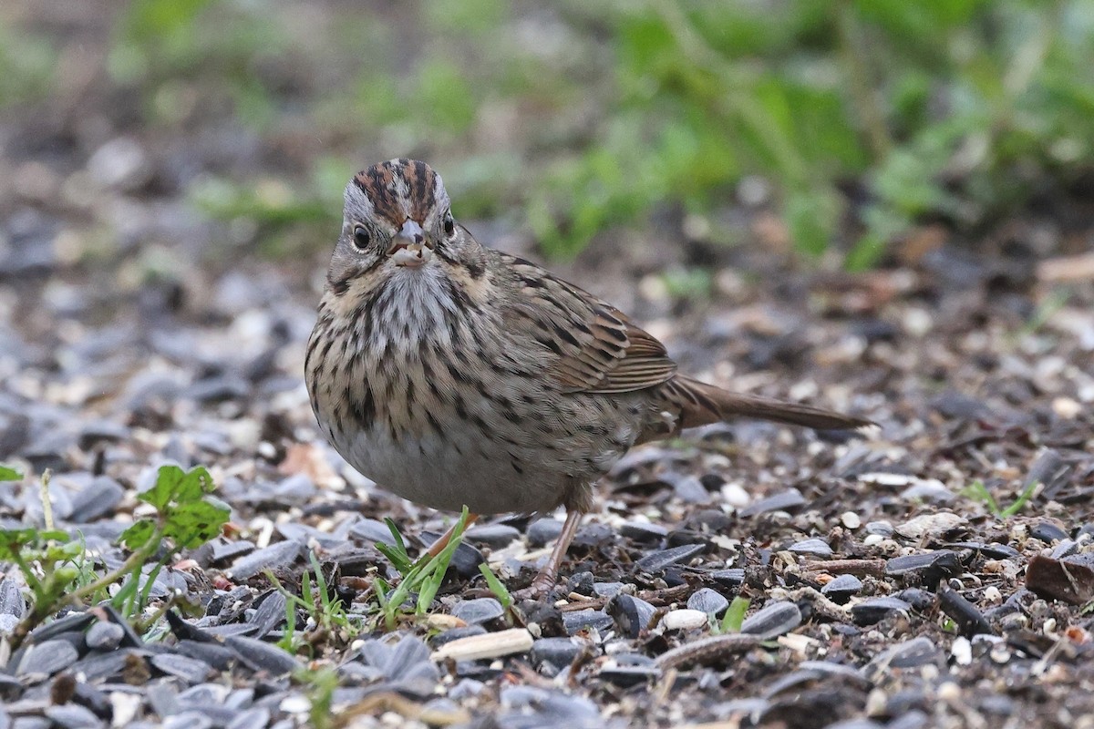 Еловая овсянка - ML646799306