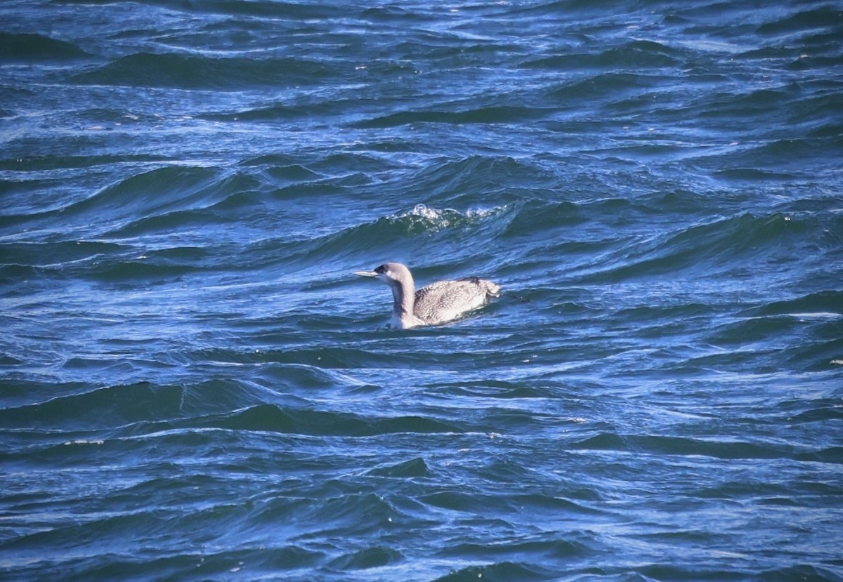 Red-throated Loon - ML646799307