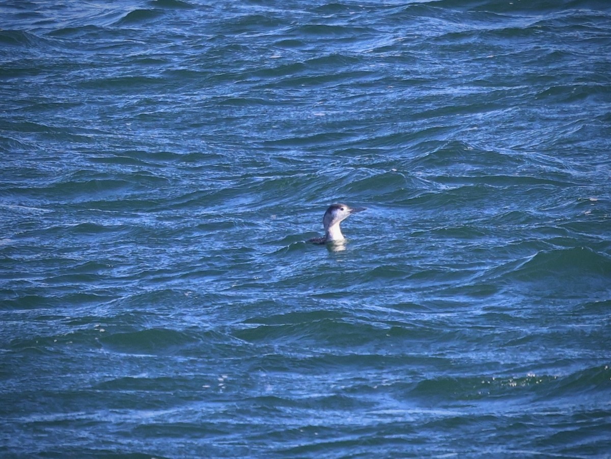 Red-throated Loon - ML646799308