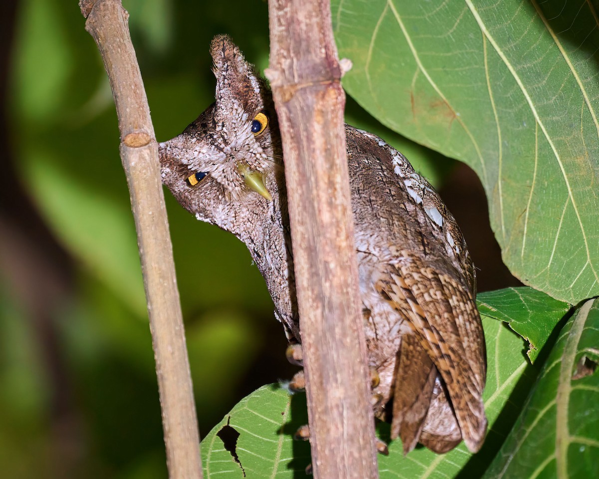 Центральноамериканская совка - ML646799309