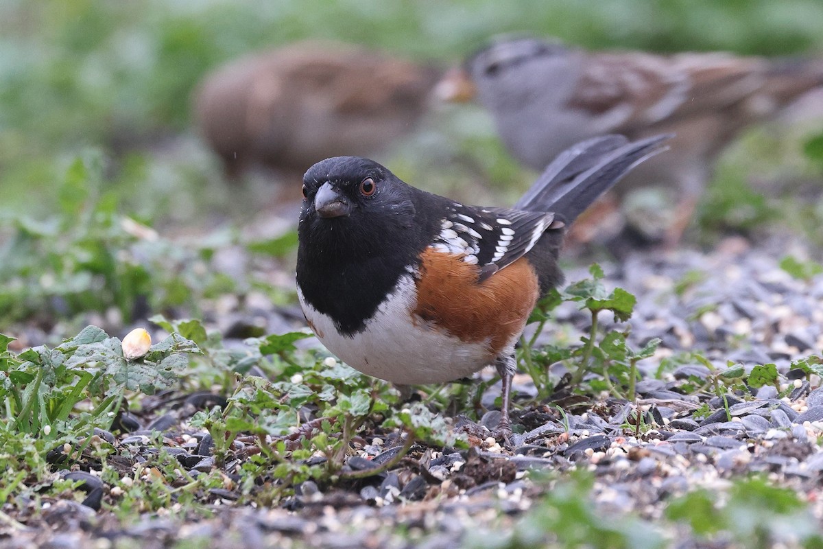 Пятнистый тохи - ML646799310