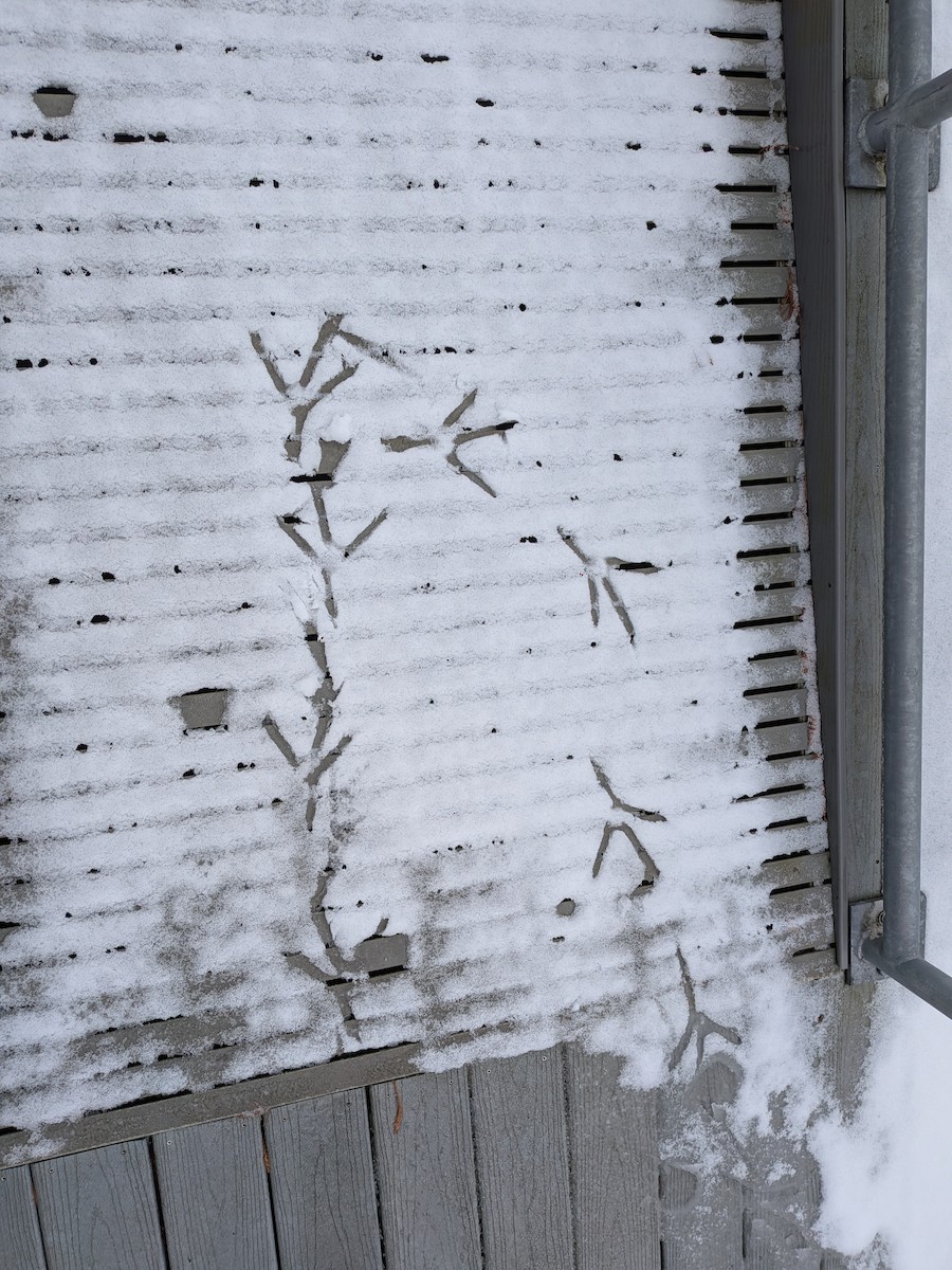 herodiashegre - ML646799311