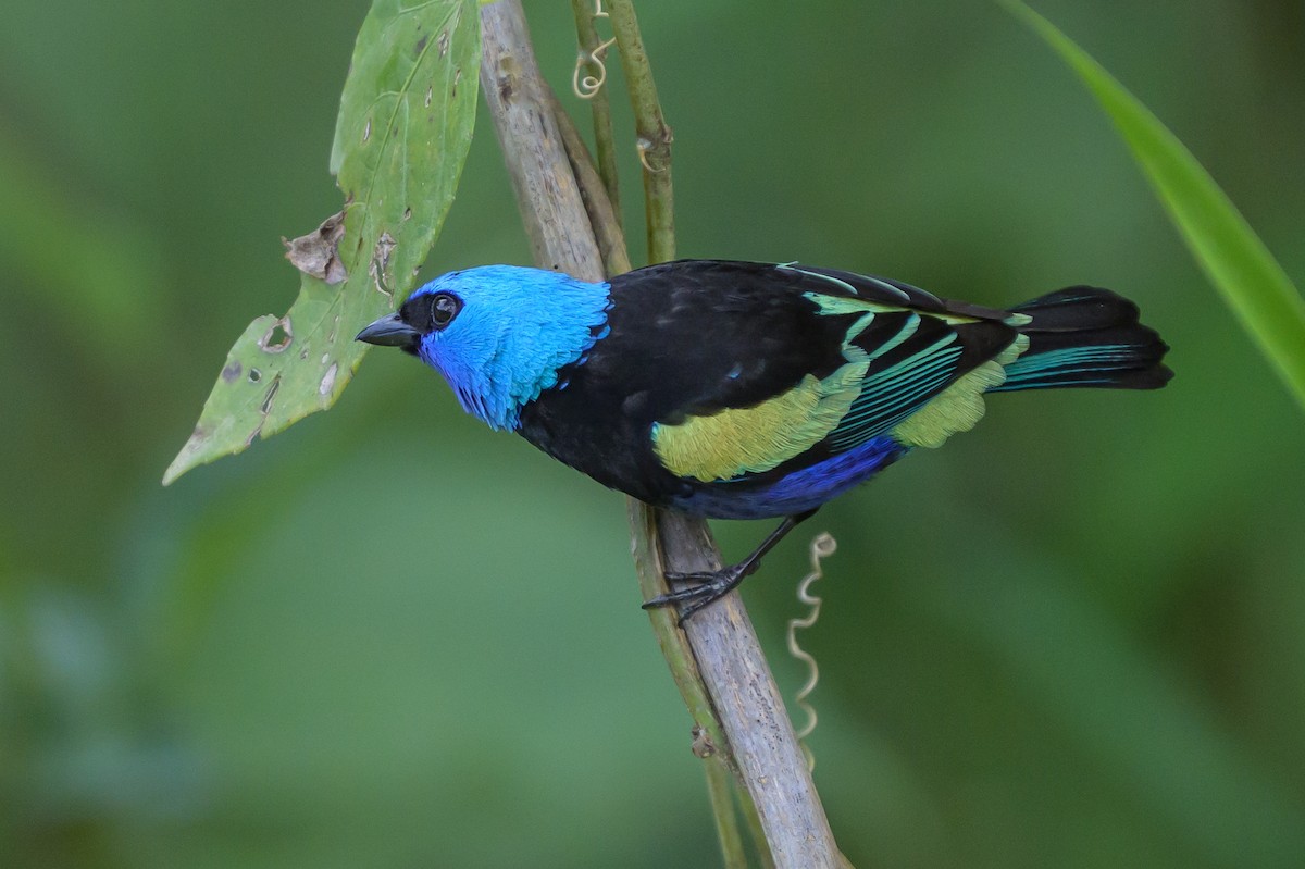 Blue-necked Tanager - ML646799324