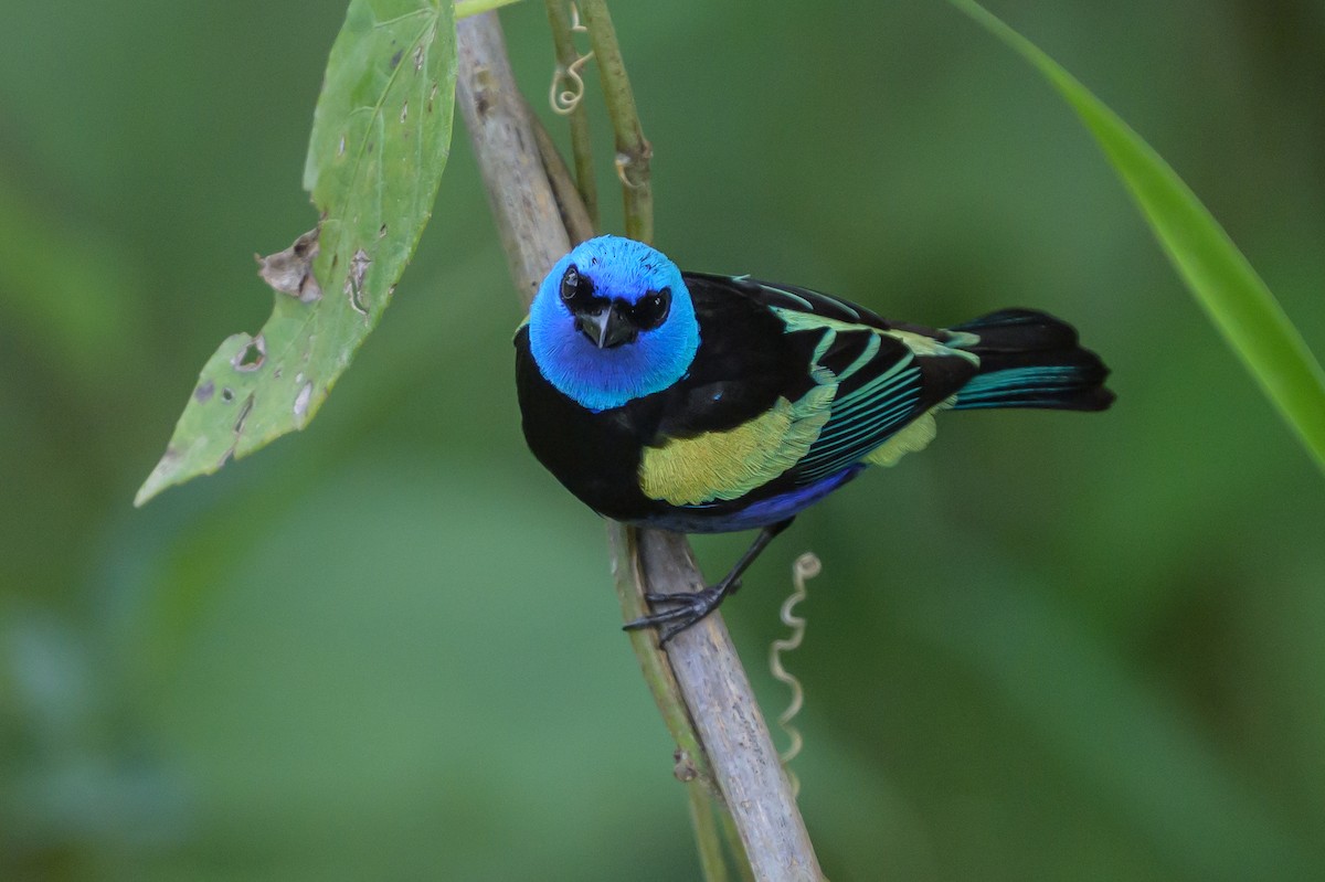 Blue-necked Tanager - ML646799325