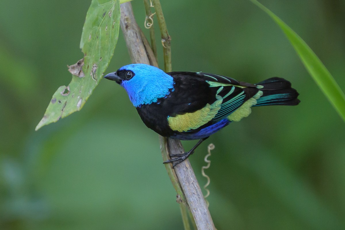 Blue-necked Tanager - ML646799326