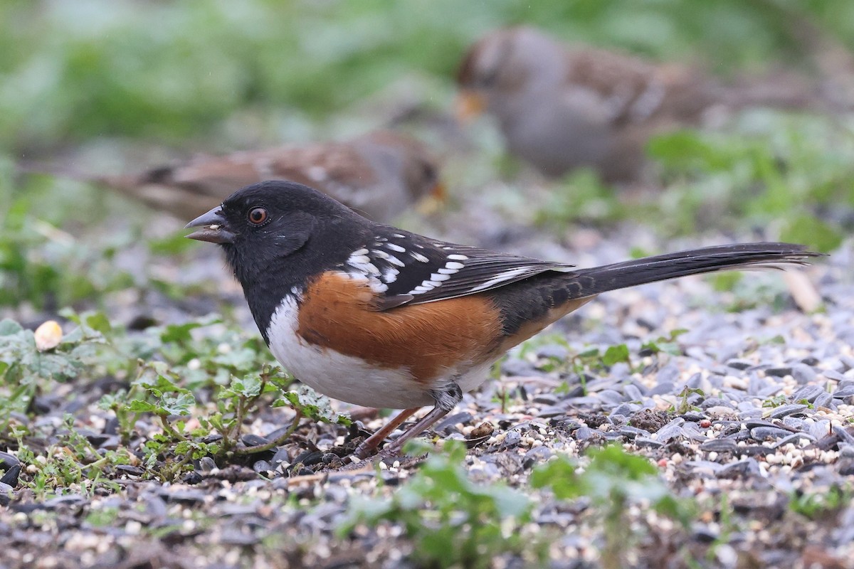 Пятнистый тохи - ML646799327