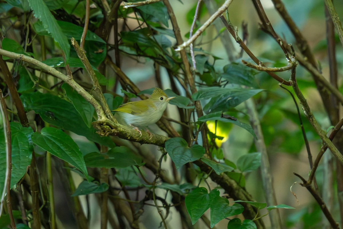 White-bellied Erpornis - ML646799329