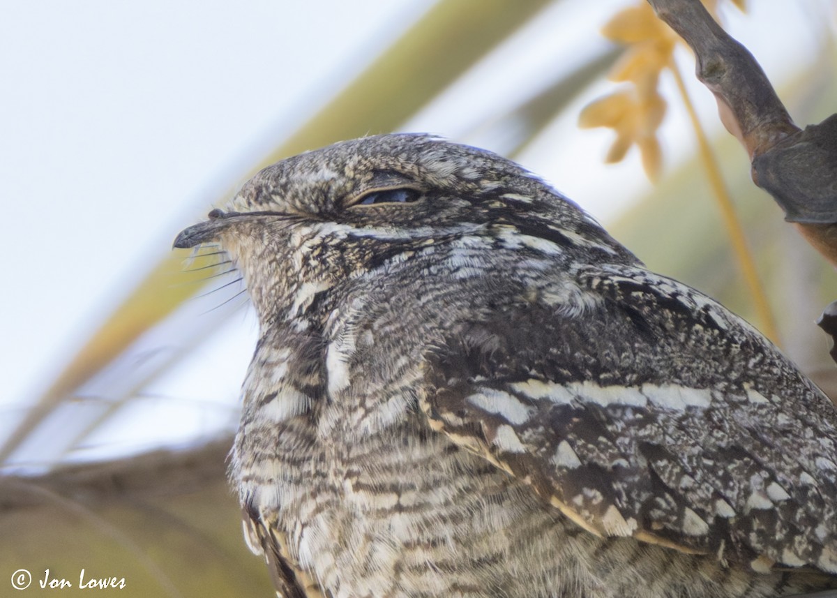 nattravn - ML646799332