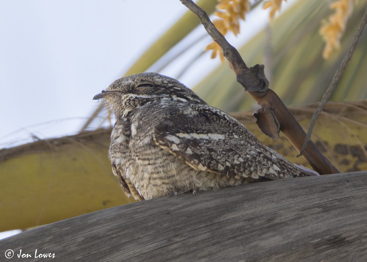 nattravn - ML646799333