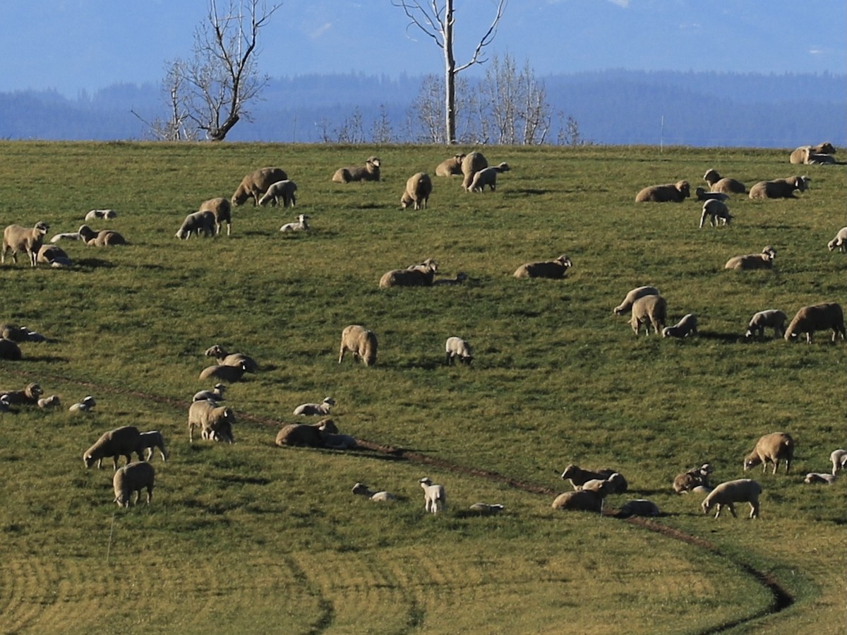 Domestic Sheep - ML646799334