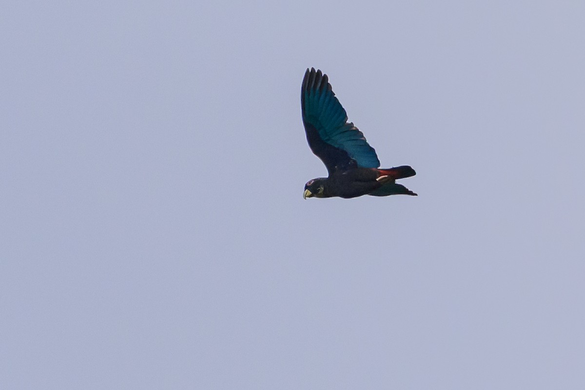 Bronze-winged Parrot - ML646799338