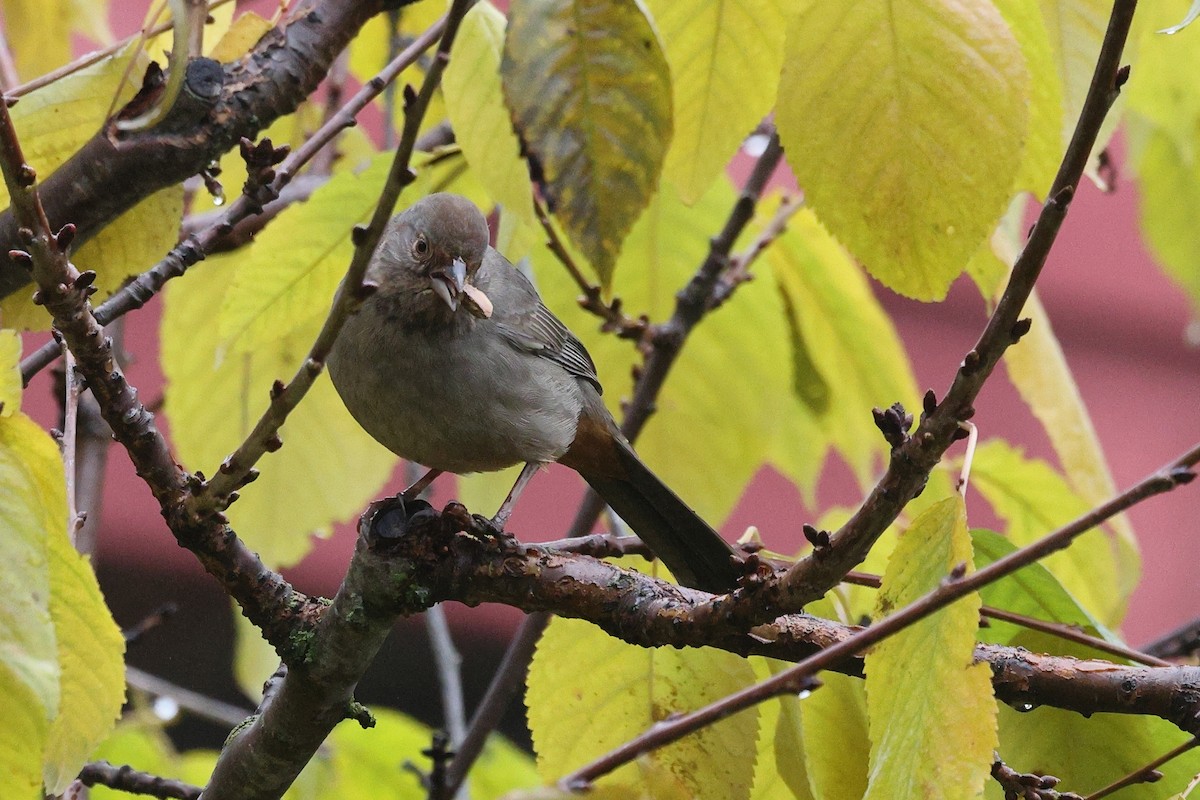 Калифорнийский тохи - ML646799340