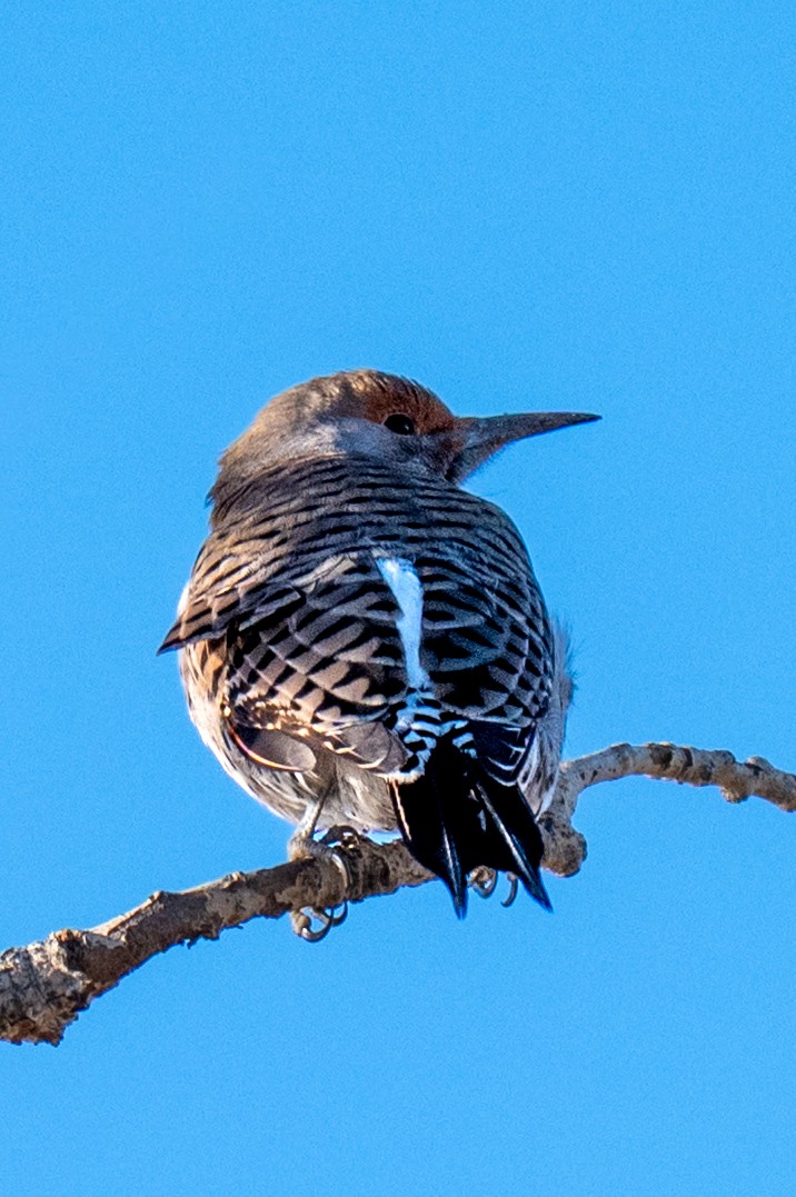 Northern Flicker - ML646799342