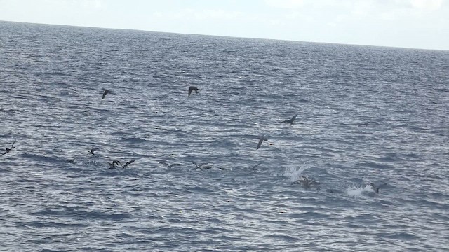 יסעור רחב-זנב - ML646799344