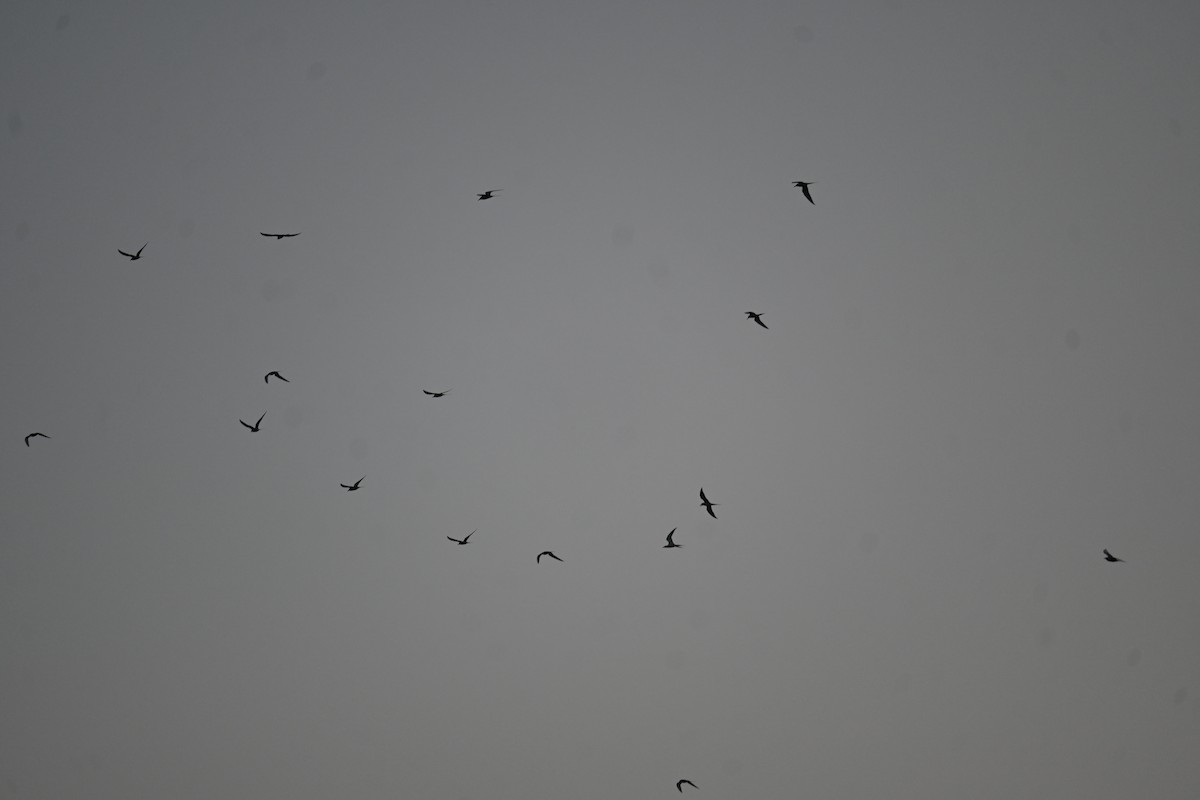 River Tern - ML646799345