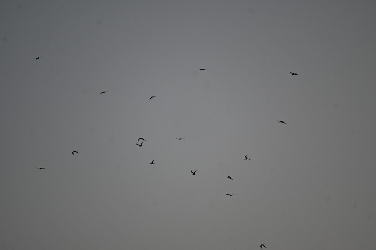 River Tern - ML646799346