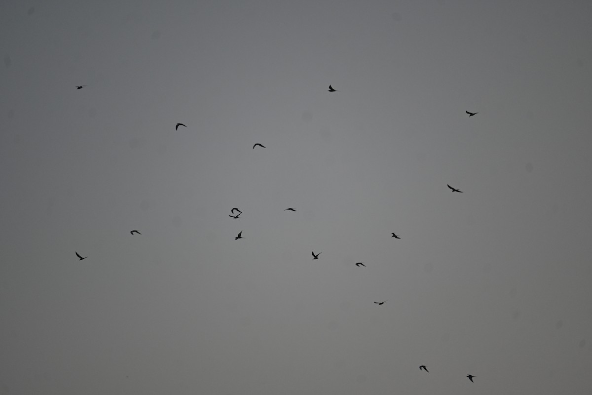 River Tern - ML646799348