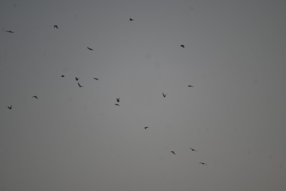 River Tern - ML646799349