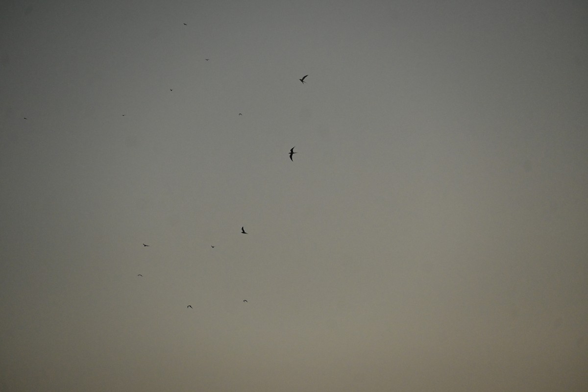 River Tern - ML646799350